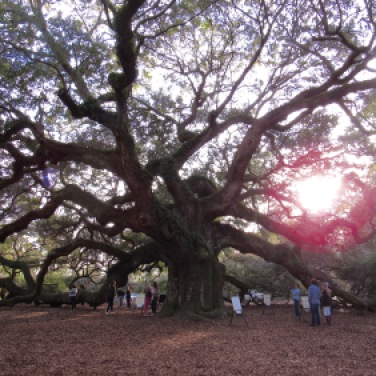 Angel Oak Tree - 1500 years old